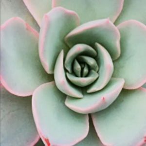 Meet your Posher, Elsa